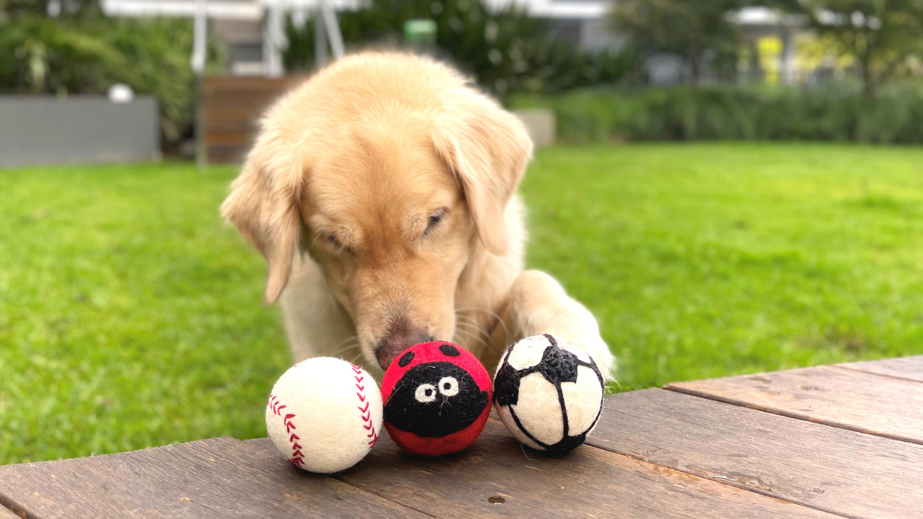 eco-friendly dog balls