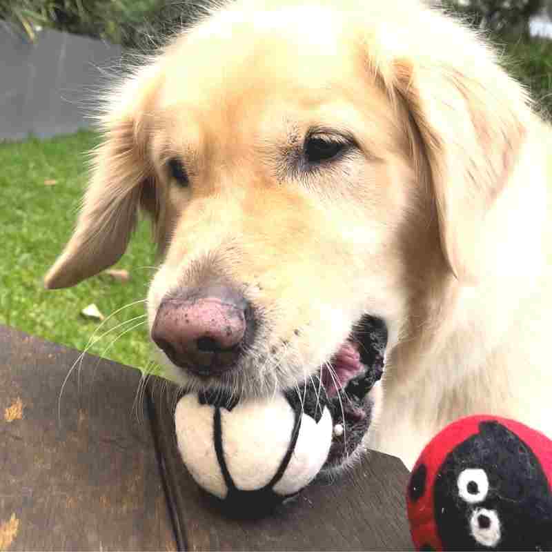 Eco-friendly dog balls safe toys for puppies