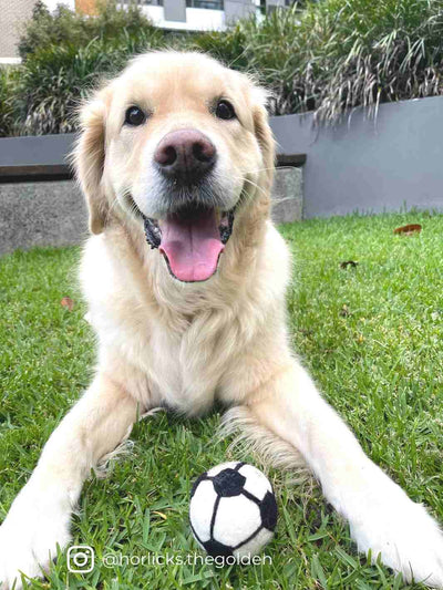 Eco Dog Ball (Soccer) | Eco Dog Ball | Dog Toys | Dog Balls | Soccer | Football | Eco Dog & Cat