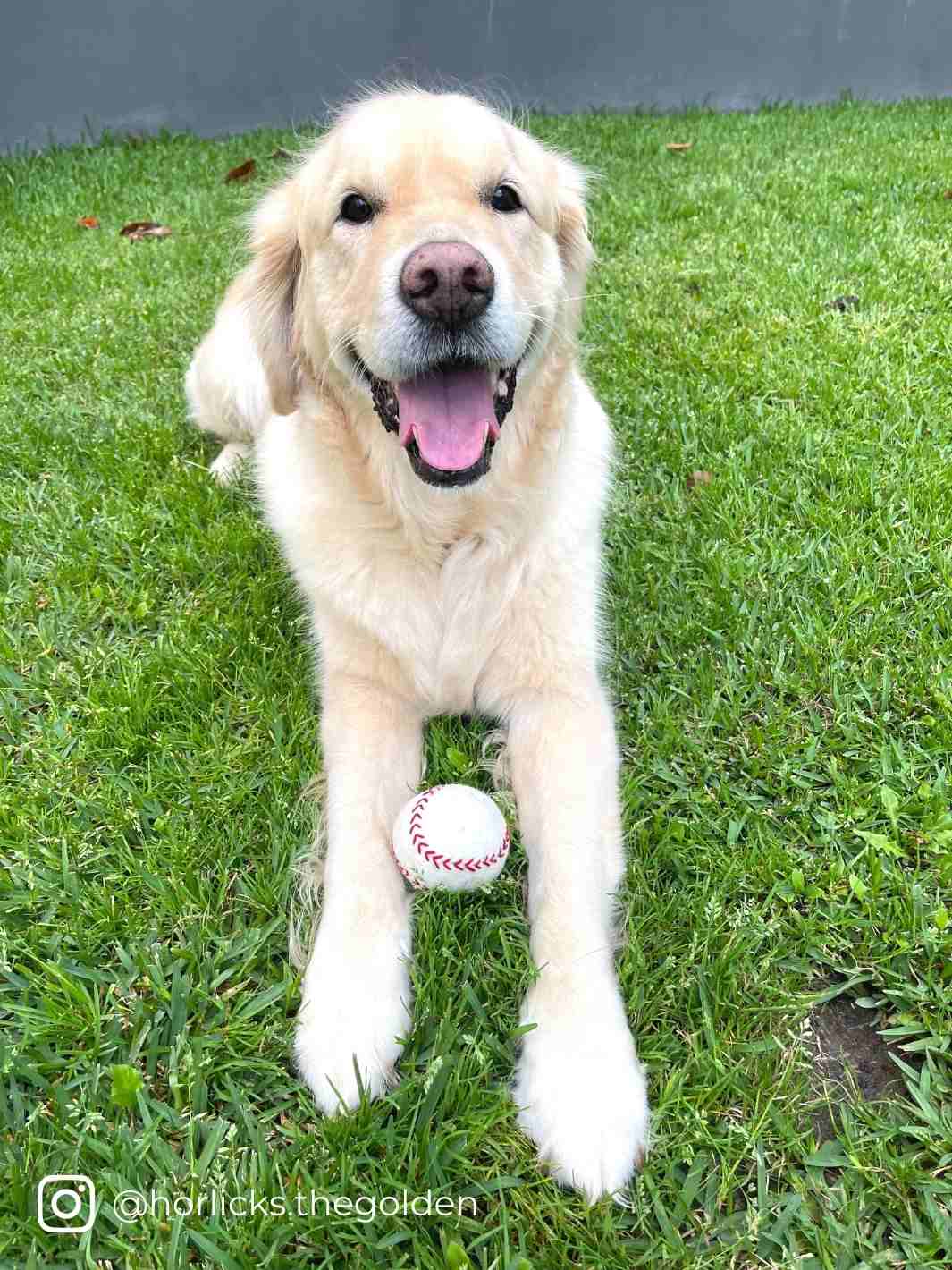 Eco Dog Ball (Baseball) | Eco Dog Ball | Dog Toys | Dog Balls | Baseball | Eco Dog & Cat
