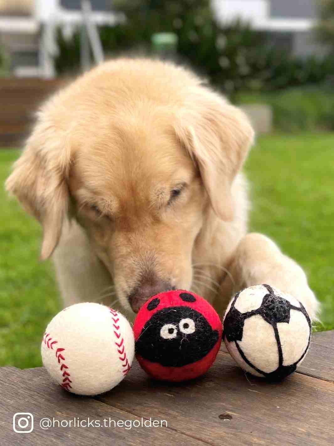Eco Dog Ball (Ladybug) | Eco Dog Ball | Dog Toys | Dog Balls | Beetle | 🐞 | Eco Dog & Cat