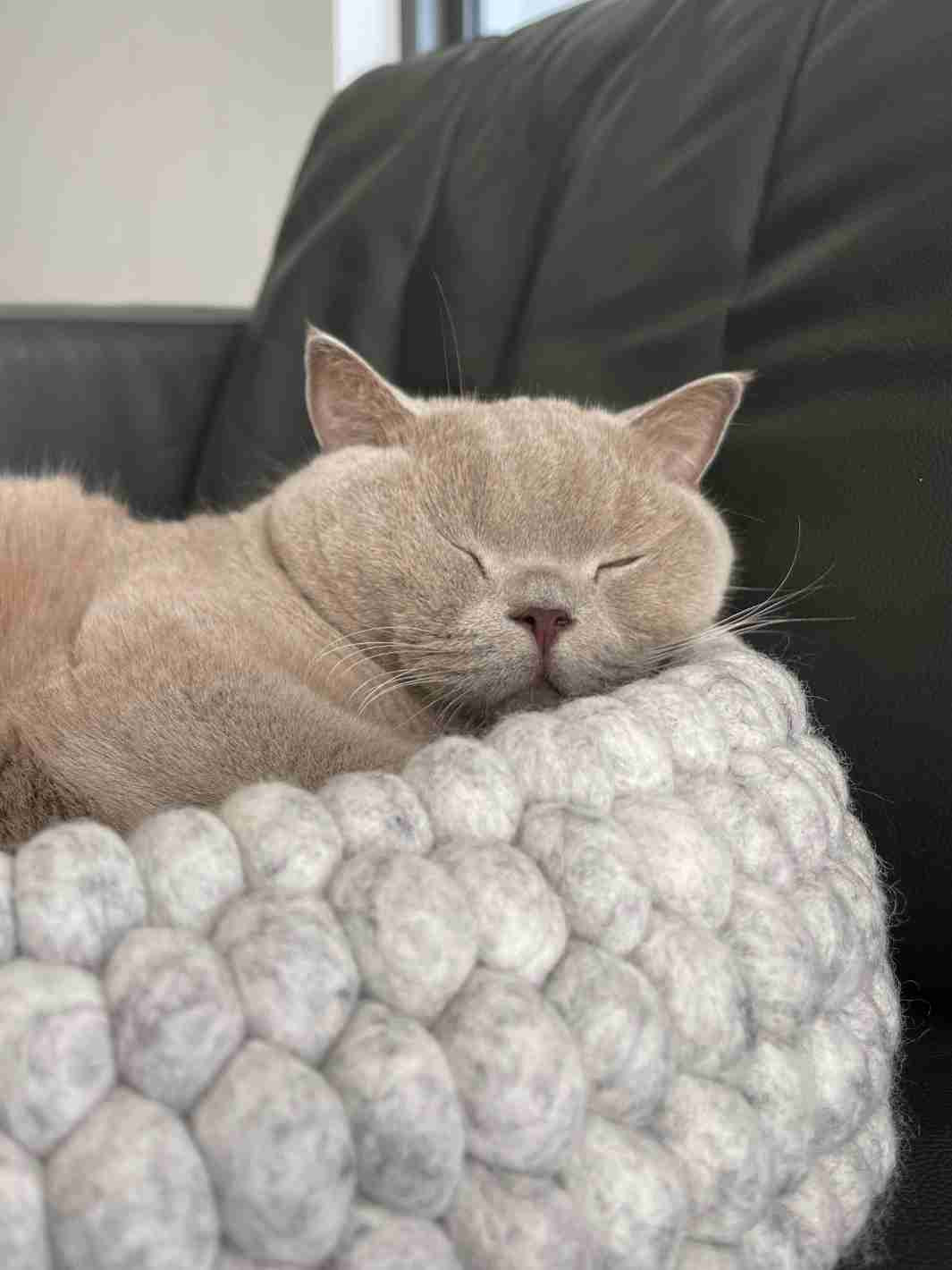 Cat Beds | Cat Baskets | Felt Ball Basket - 40 cm (Light Grey) | Eco Dog & Cat
